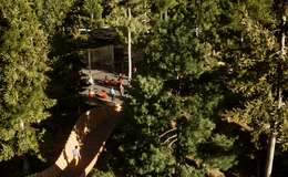 Twinmotion 2020 - woodland